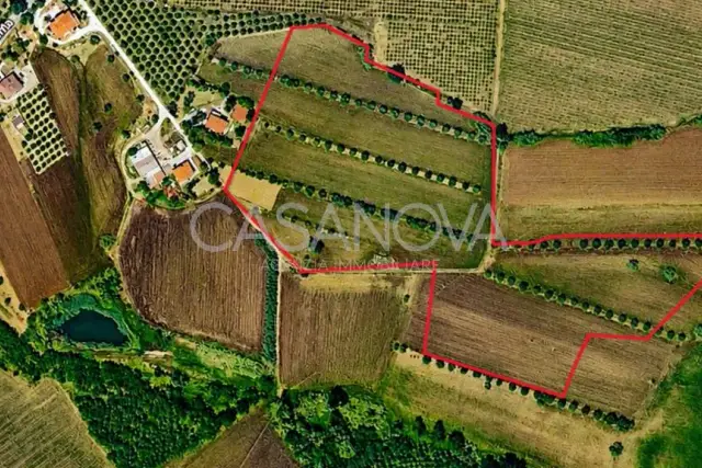 insertion image