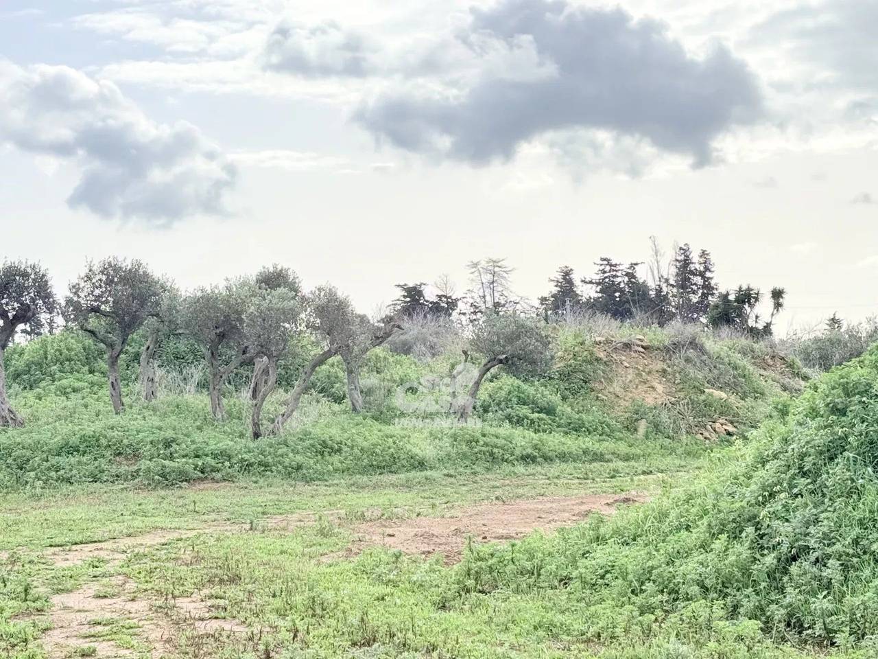 immagine annuncio 4 di 12