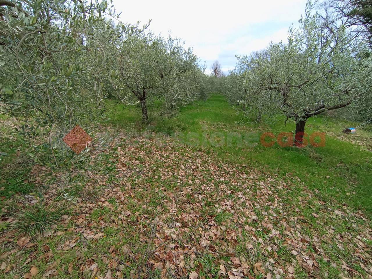 immagine annuncio 6 di 8