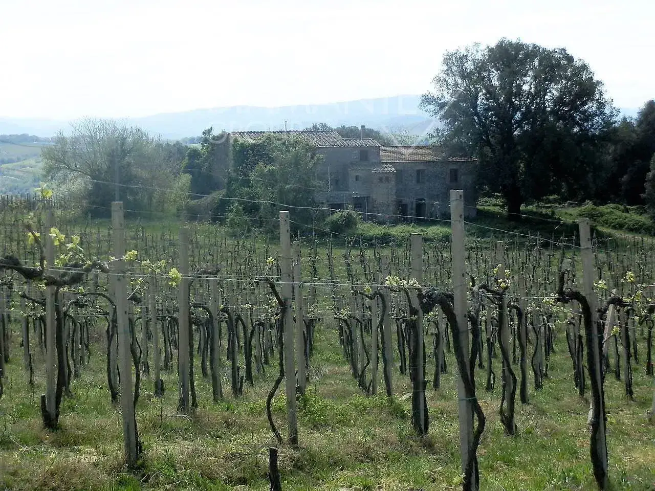 Azienda agricola in , San Gimignano, {3} - Foto 2