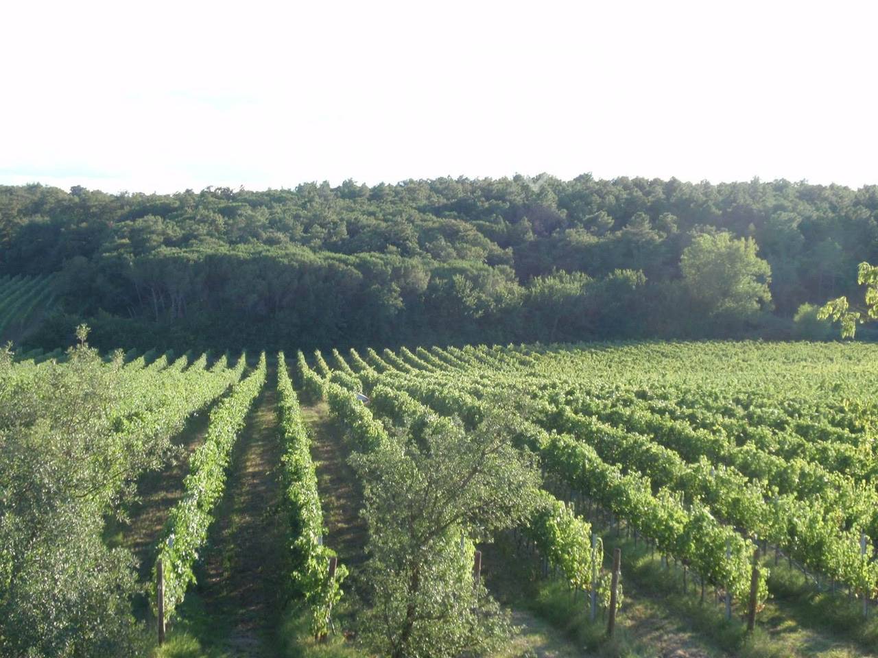 immagine annuncio 11 di 14