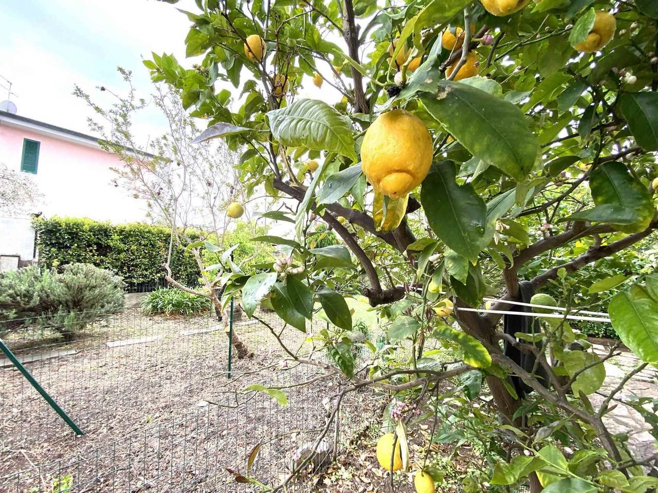 immagine annuncio 2 di 15