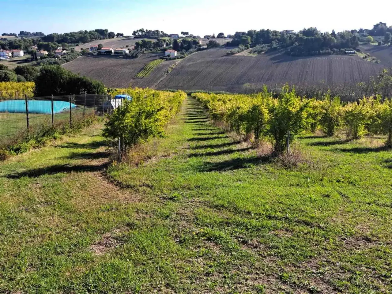 Azienda agricola in , Senigallia, {3} - Foto 2