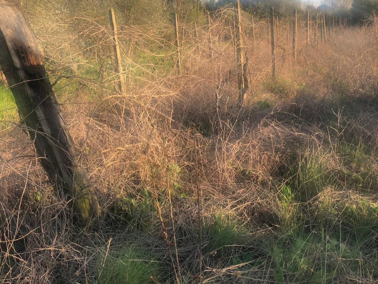 immagine annuncio 3 di 7