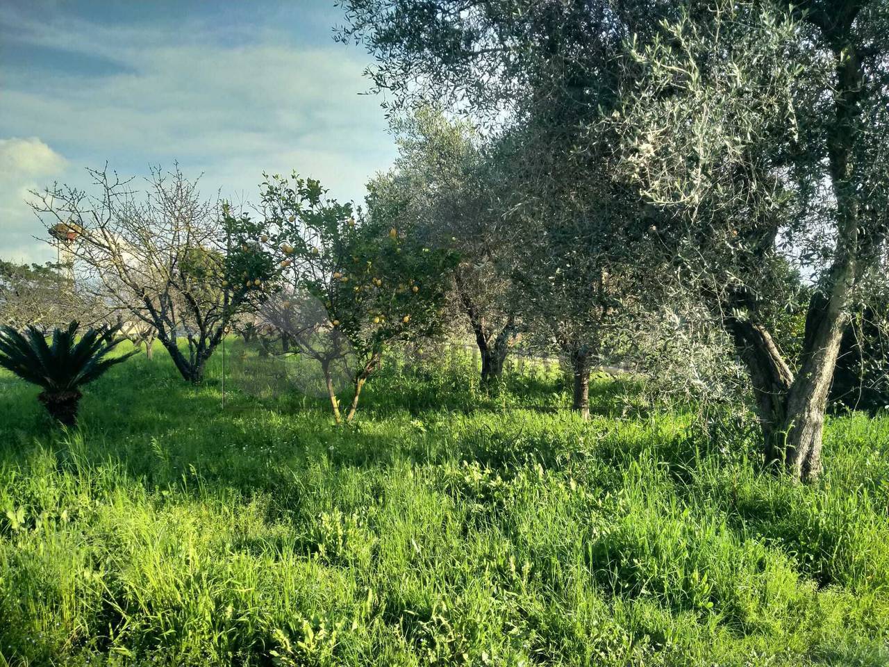 immagine annuncio 8 di 15