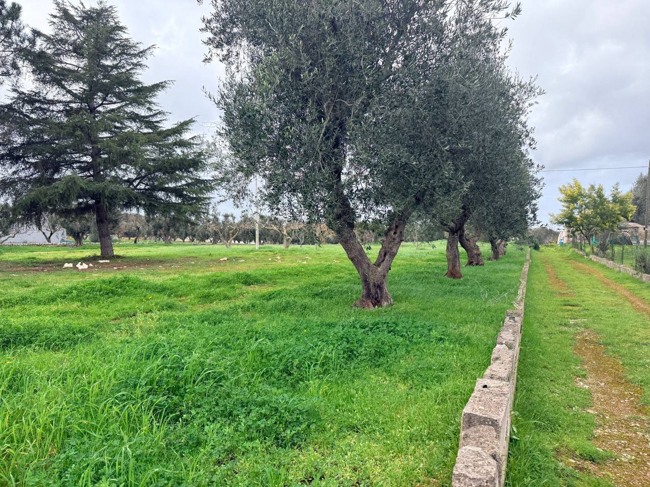 immagine annuncio 6 di 7