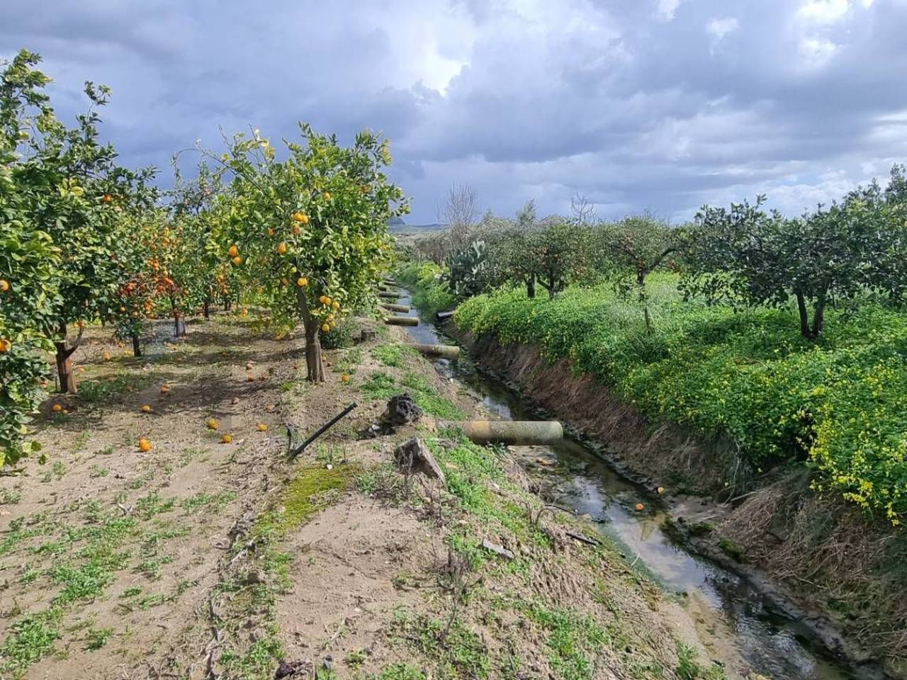 immagine annuncio 5 di 12