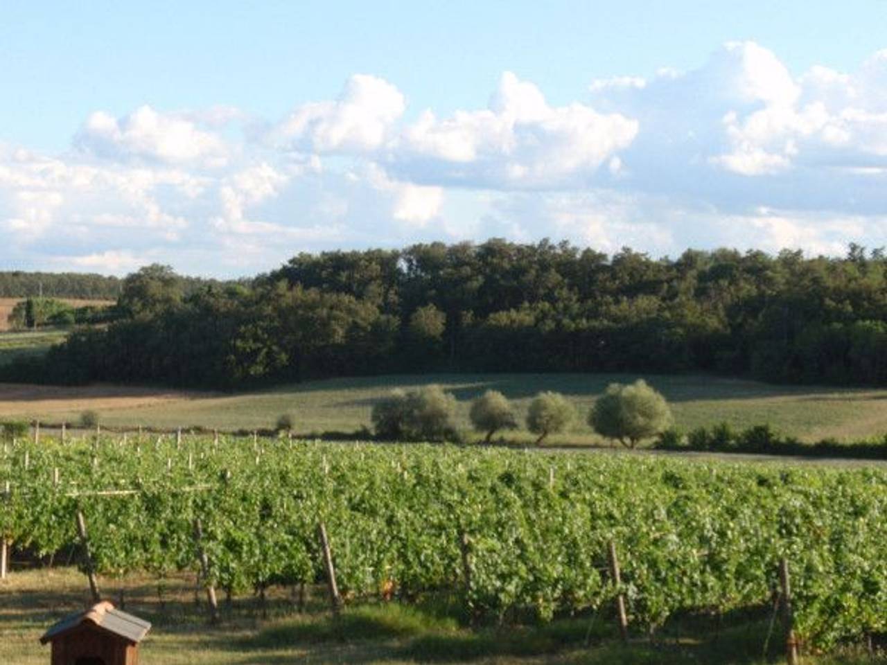 immagine annuncio 13 di 15