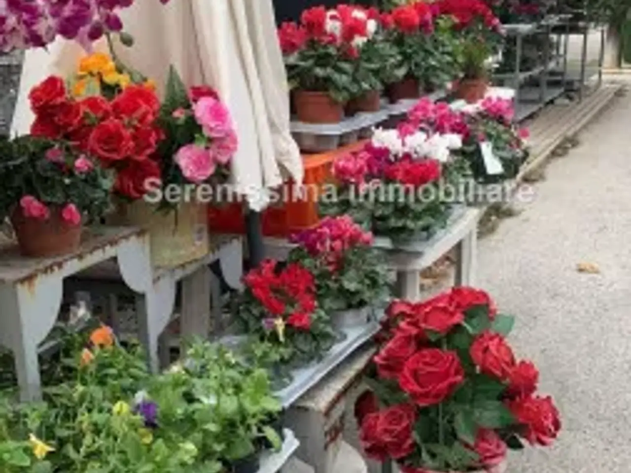 Piante e fiori in , Montelabbate, {3} - Foto 2