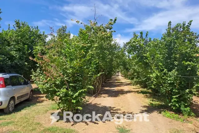 Agricultural land, Vignanello - Photo 1