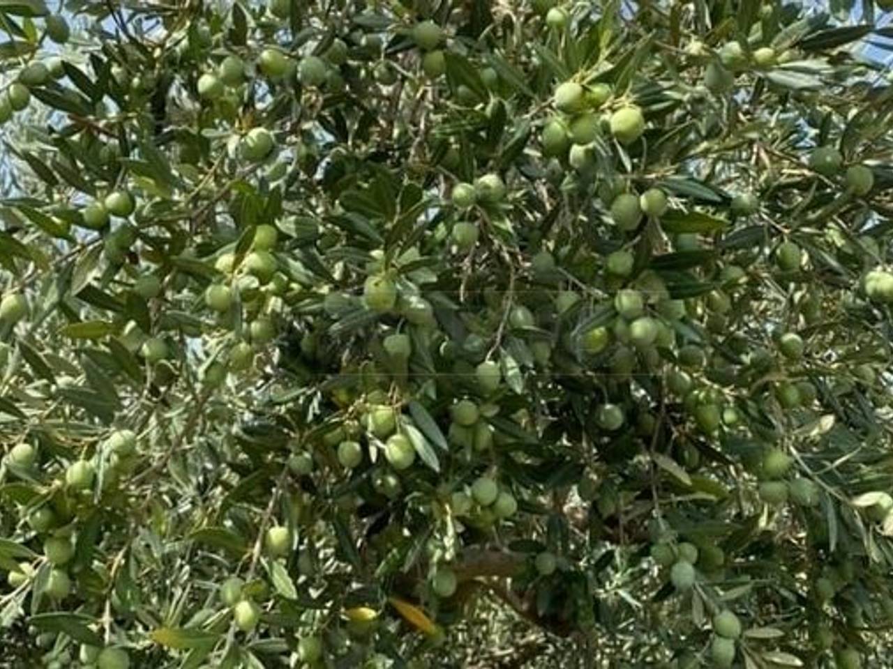 immagine annuncio 4 di 6