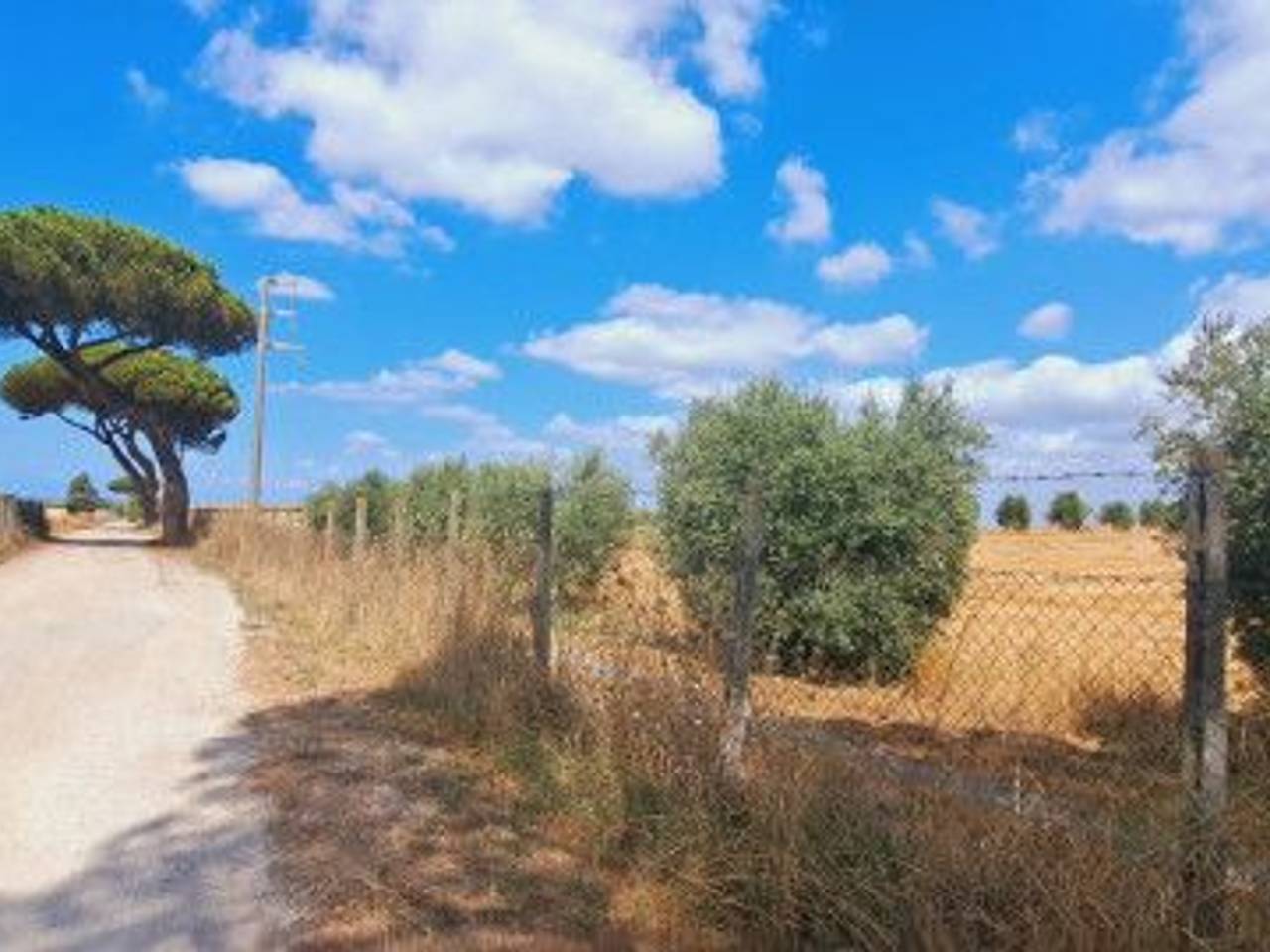 immagine annuncio 3 di 14