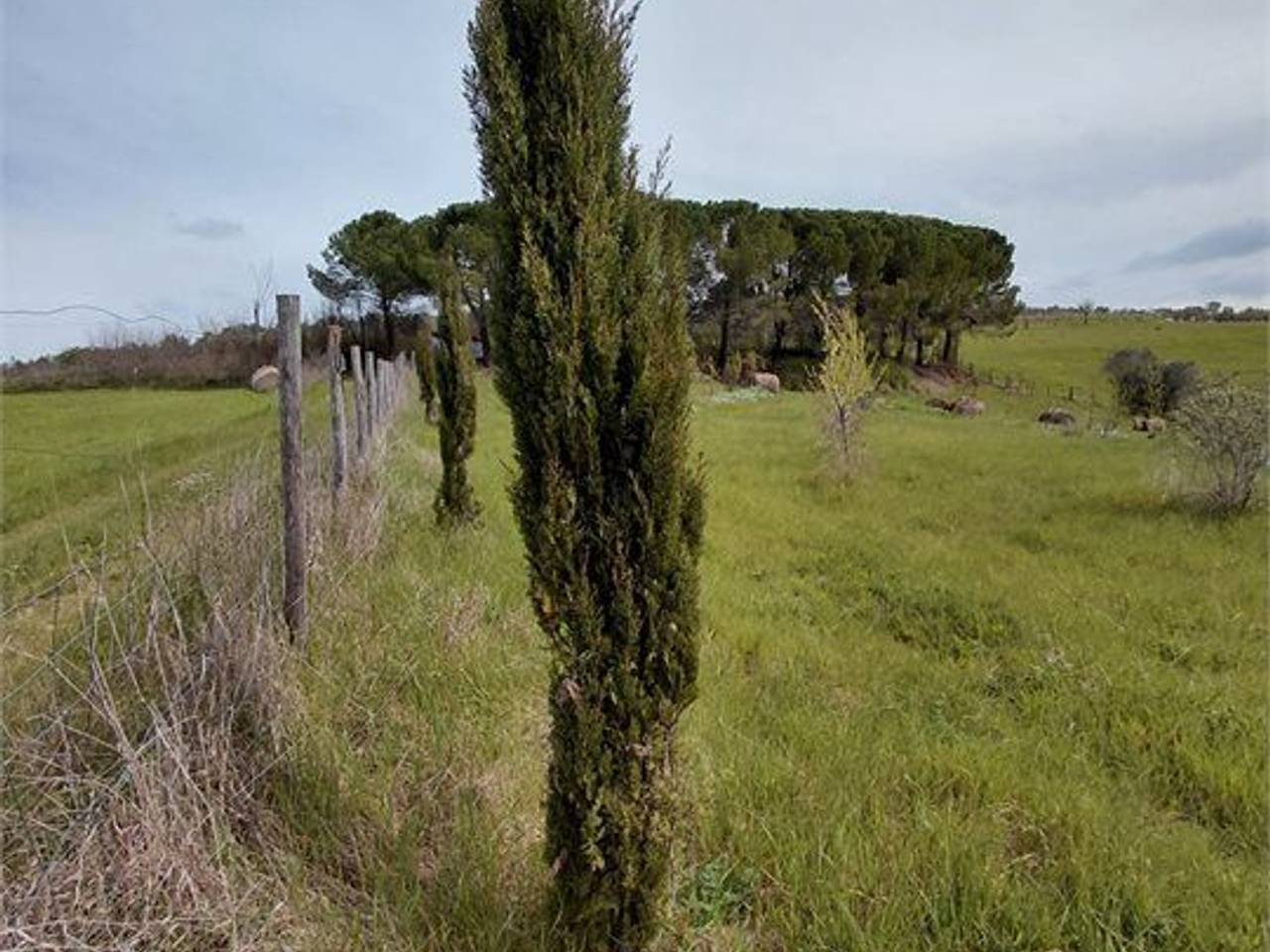 immagine annuncio 4 di 13