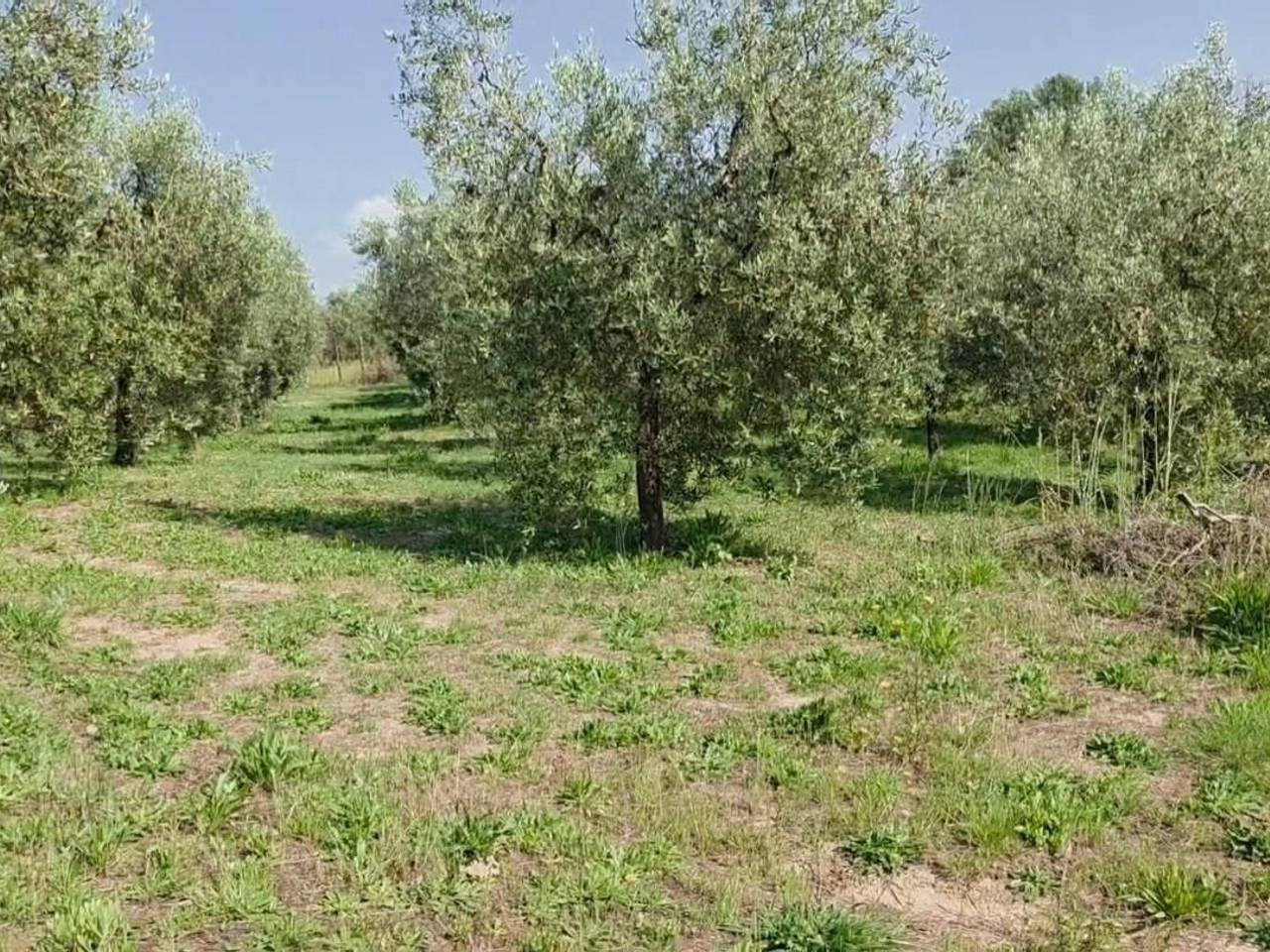 immagine annuncio 8 di 13