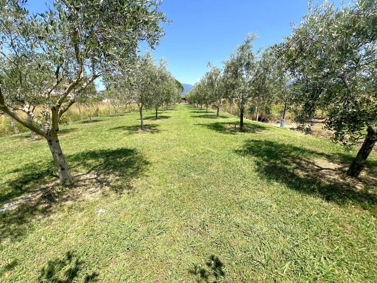 immagine annuncio 10 di 13