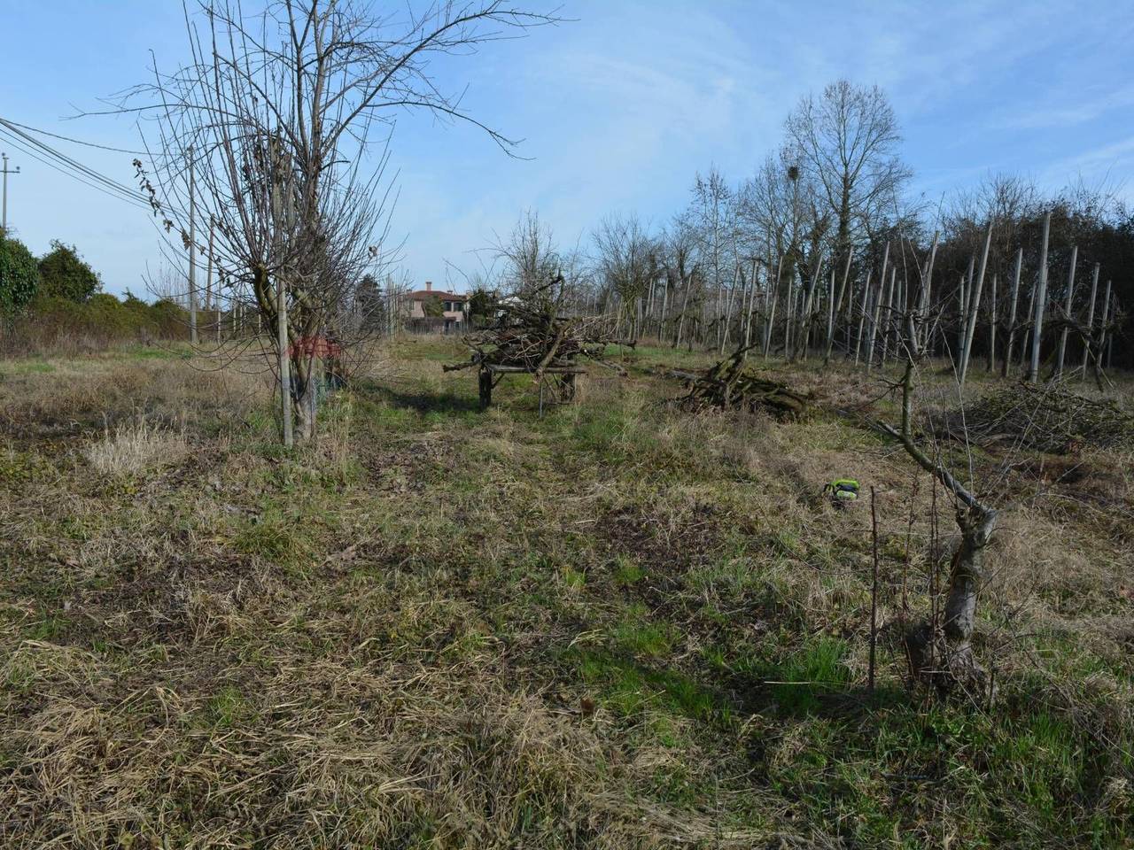 immagine annuncio 3 di 14