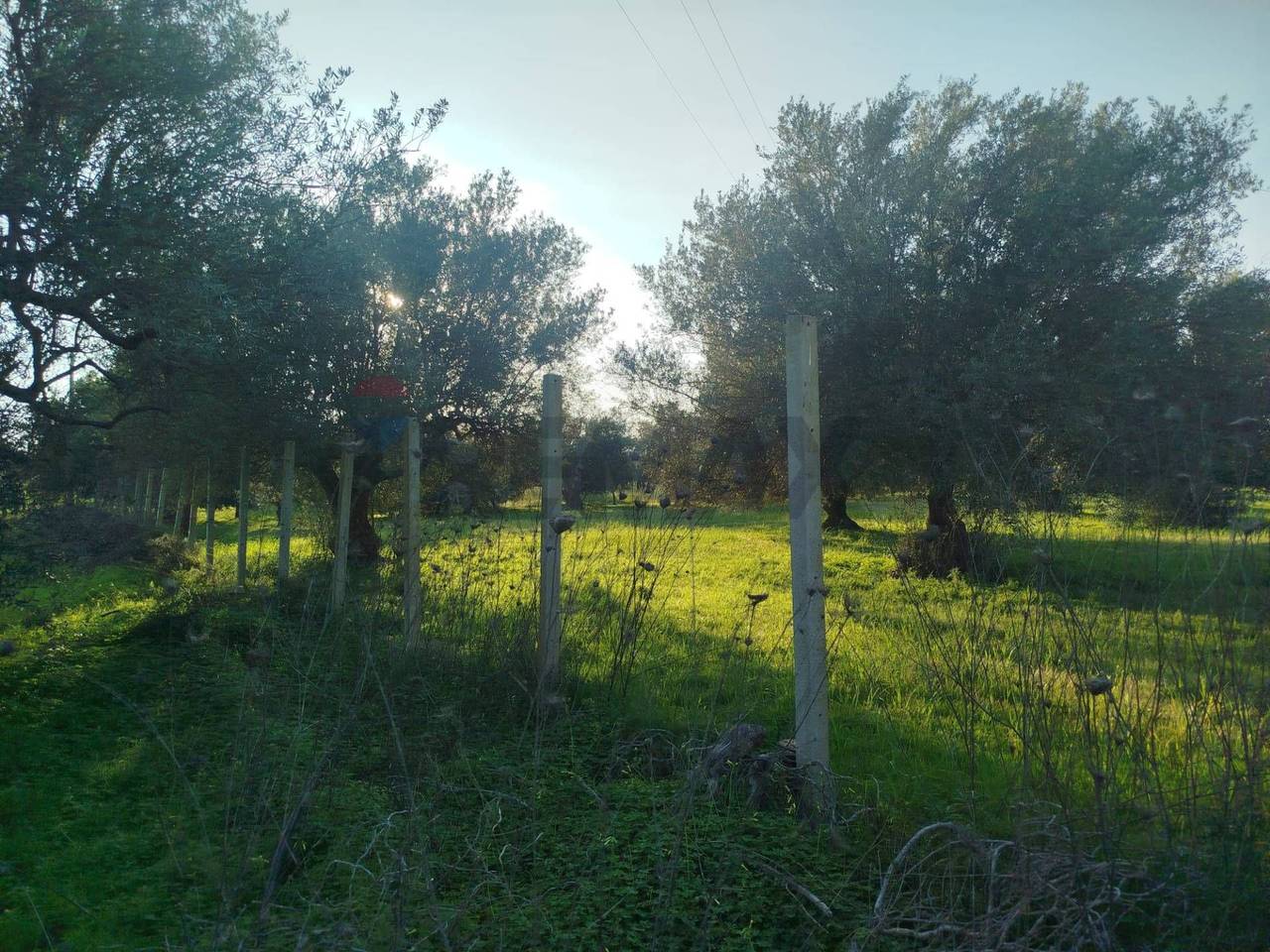 immagine annuncio 3 di 8