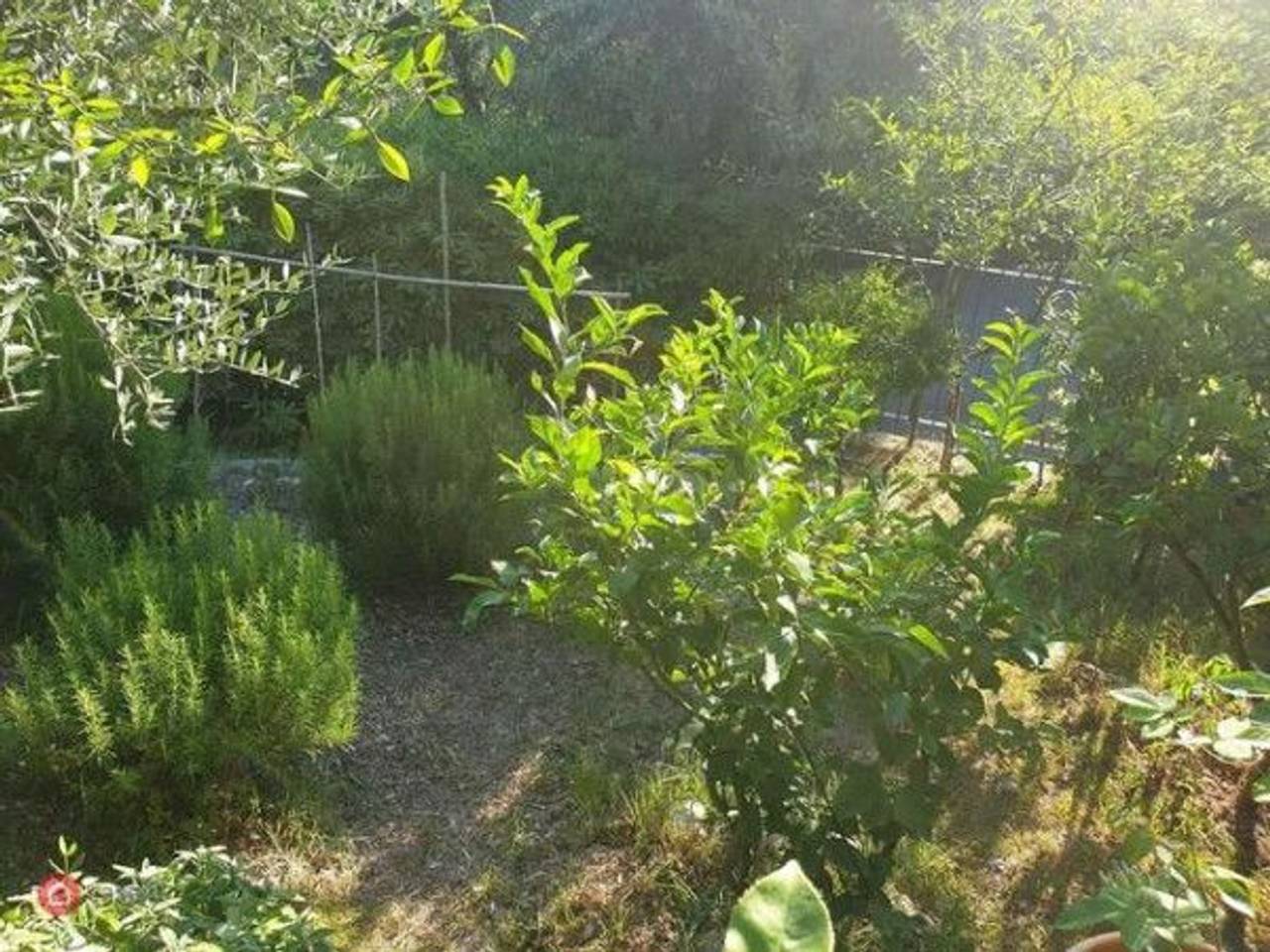 immagine annuncio 10 di 15