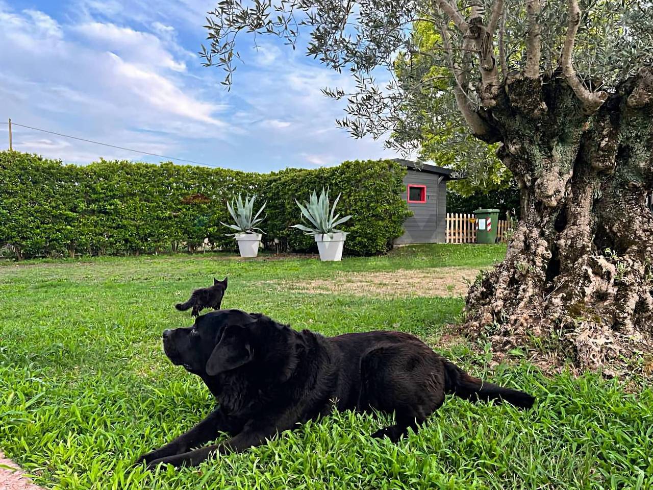 immagine annuncio 2 di 15