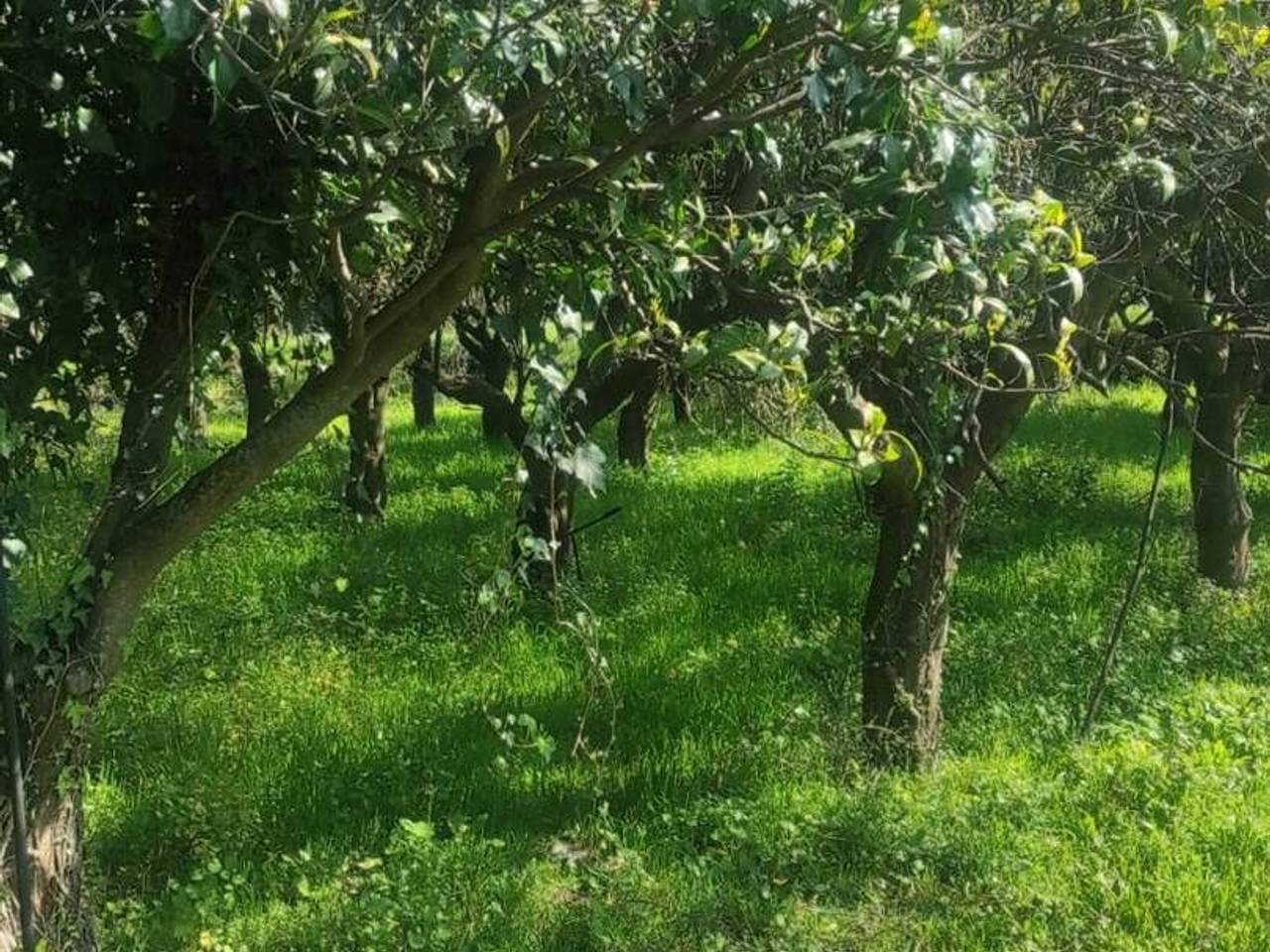 immagine annuncio 4 di 9