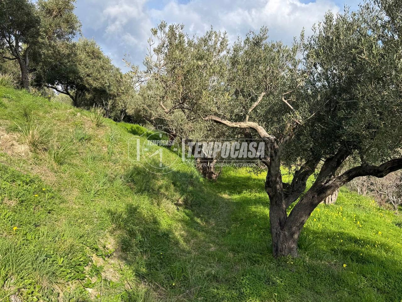 immagine annuncio 9 di 11