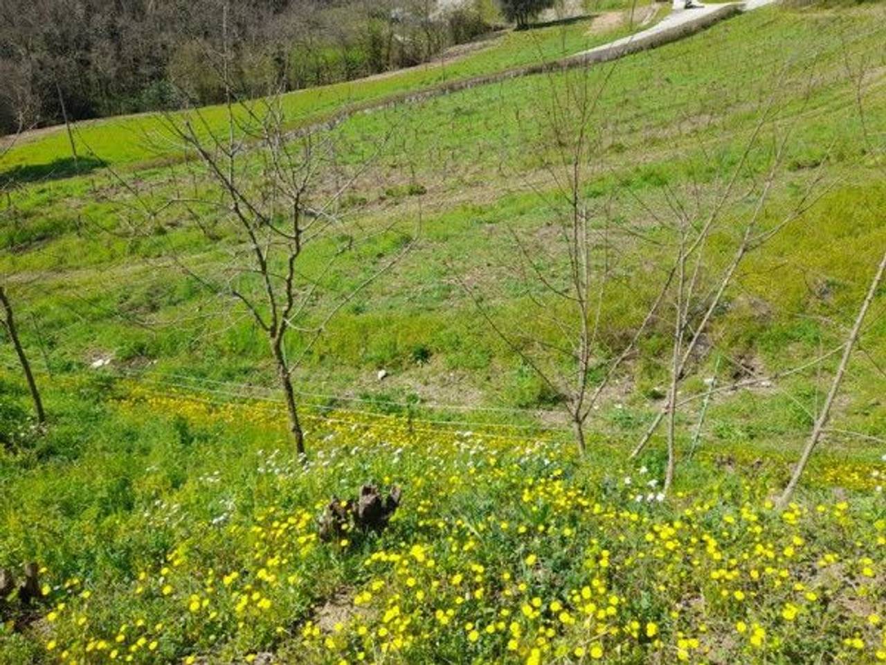 immagine annuncio 11 di 13