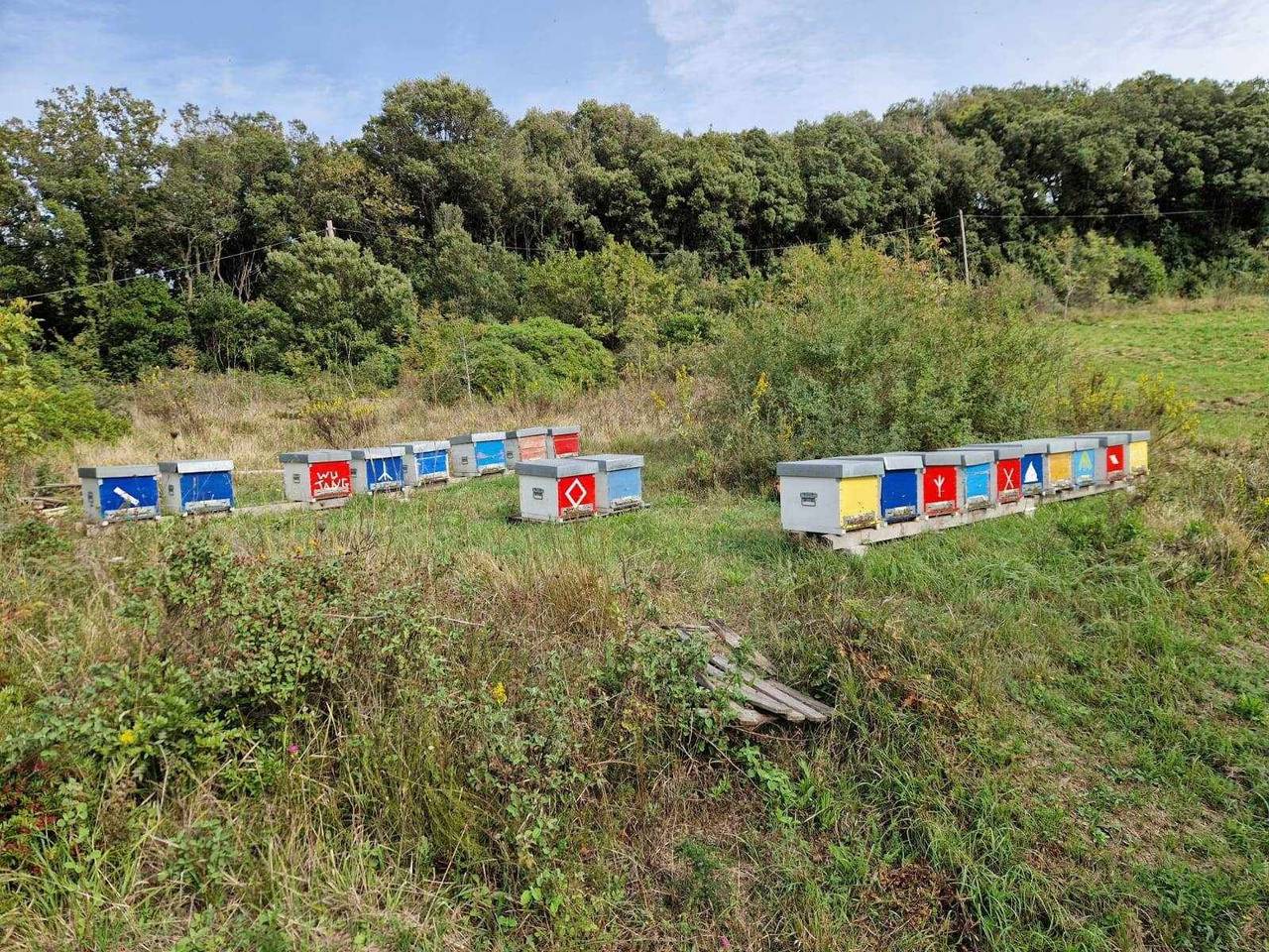 immagine annuncio 14 di 15