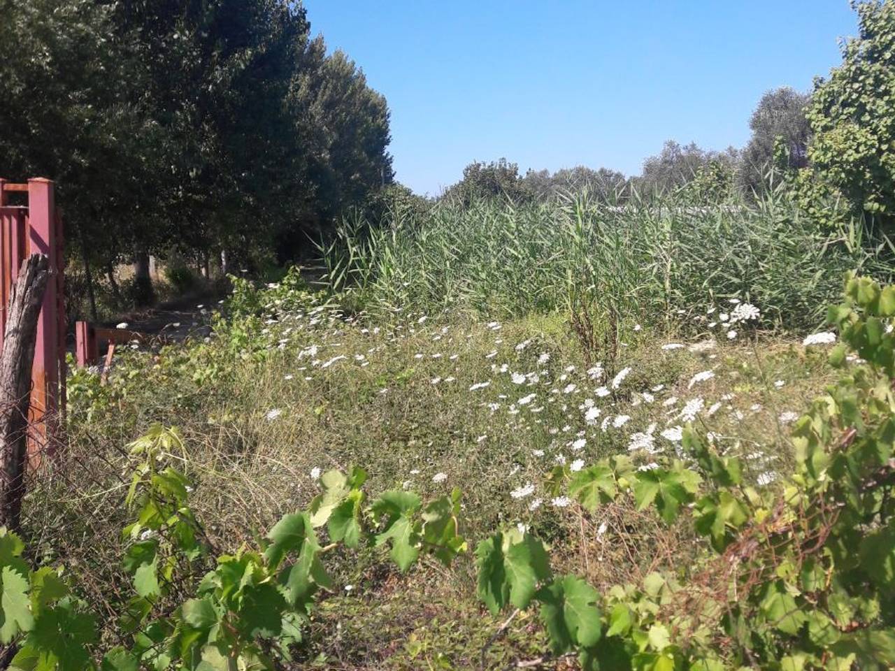 immagine annuncio 3 di 8