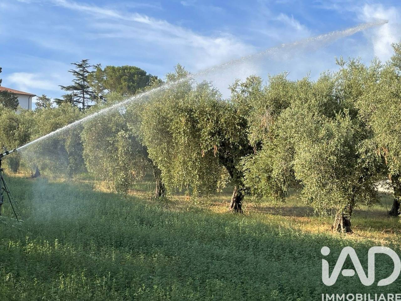 immagine annuncio 6 di 11