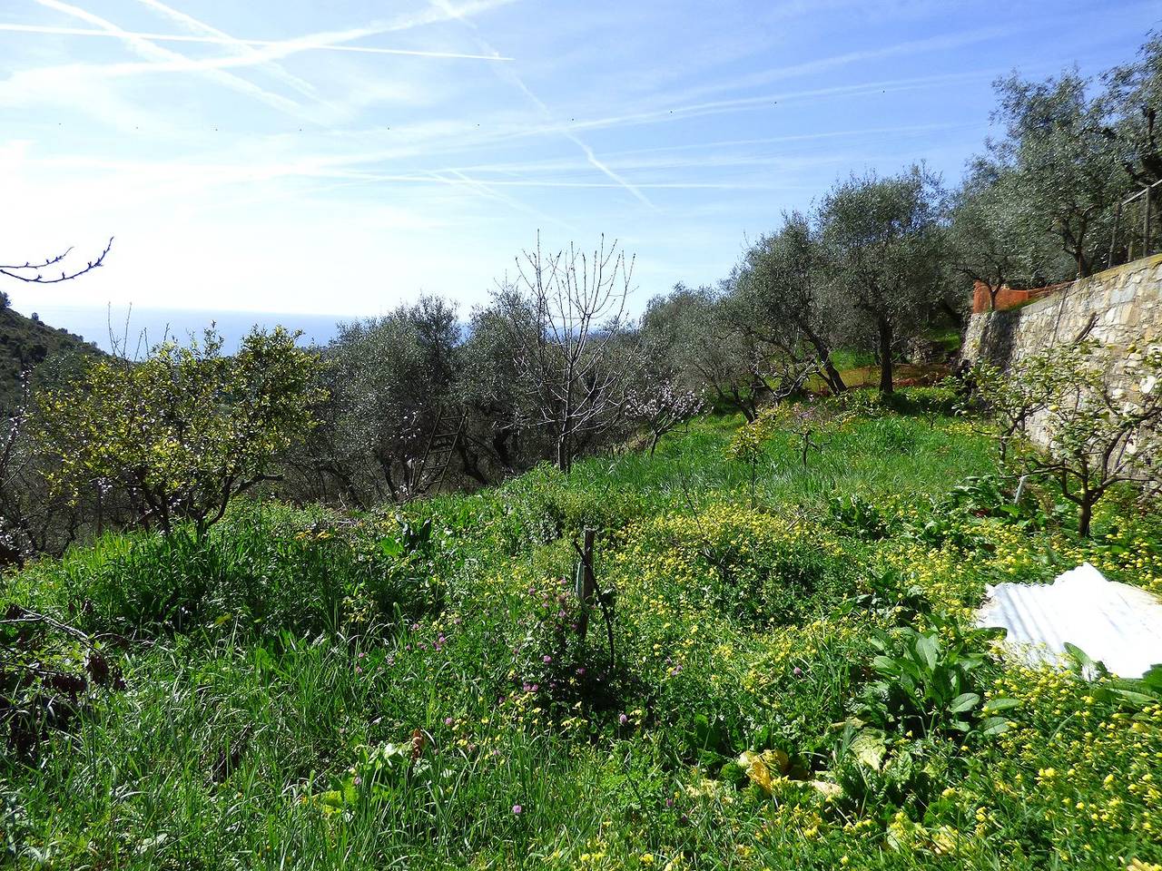 immagine annuncio 5 di 9