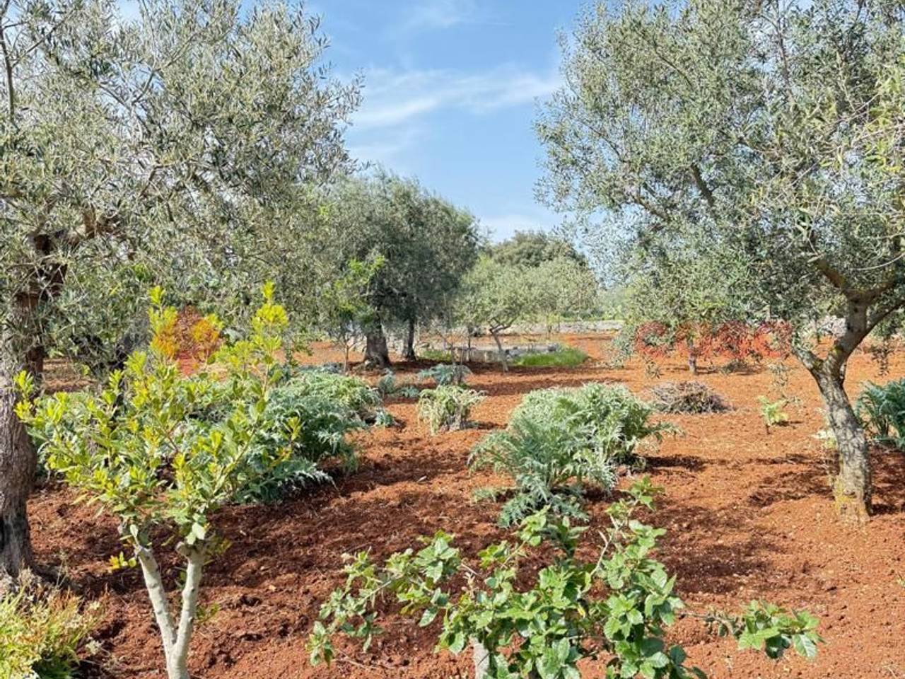 immagine annuncio 11 di 15