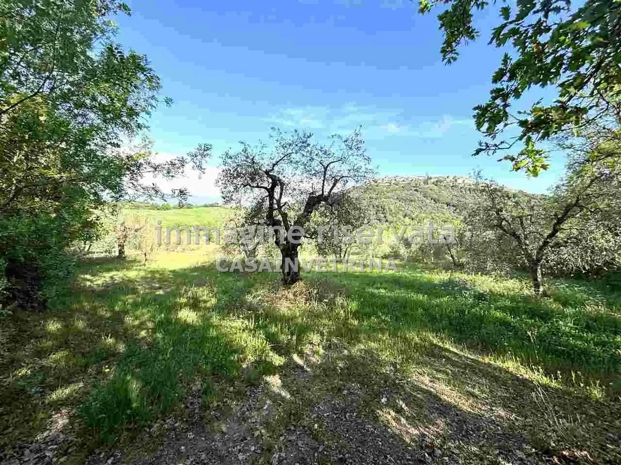 Azienda agricola in , Campagnatico, {3} - Foto 2