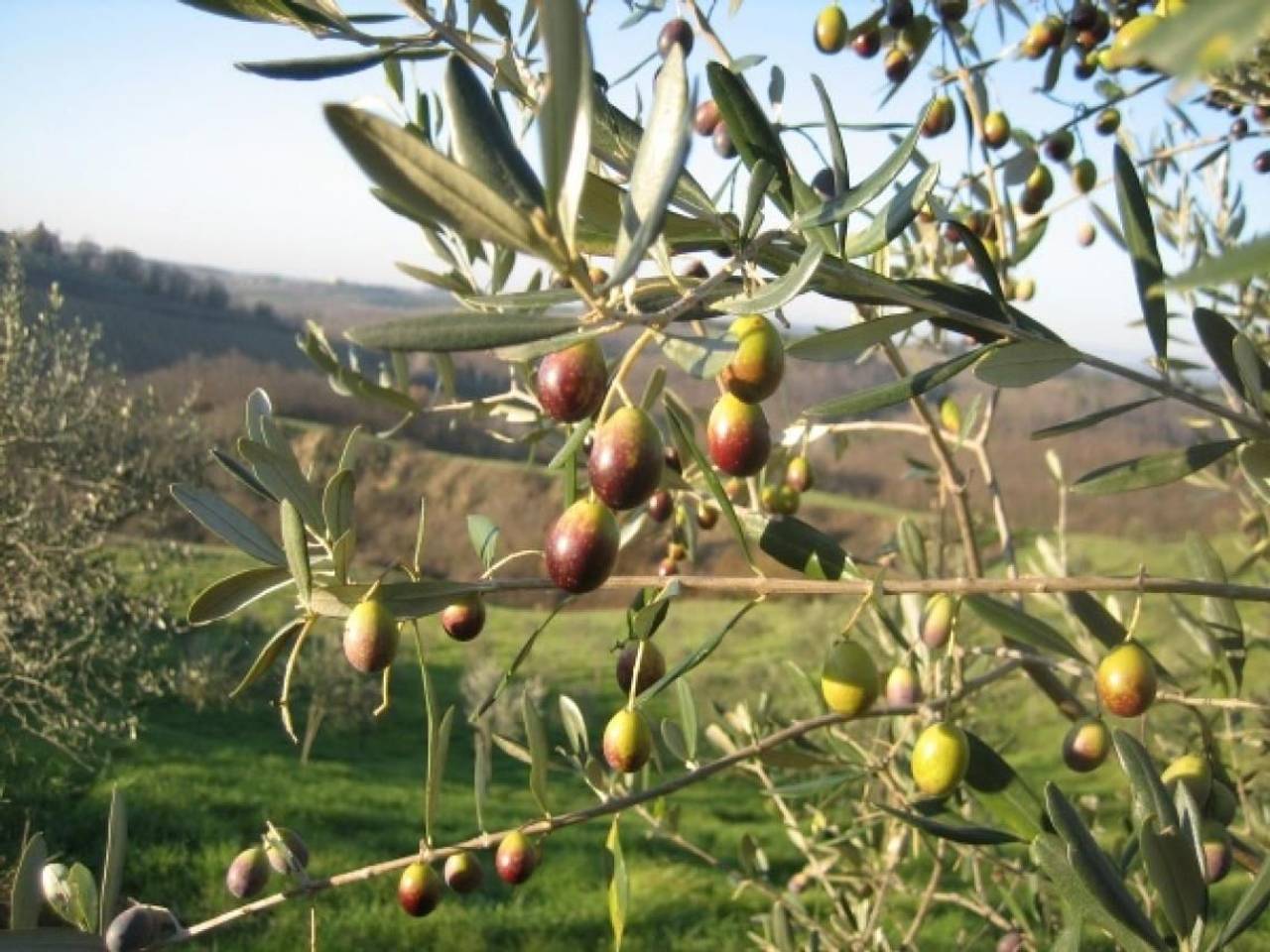 immagine annuncio 3 di 6