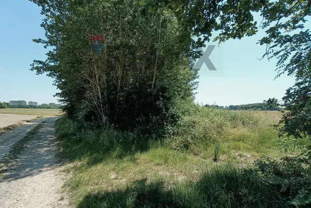 insertion image