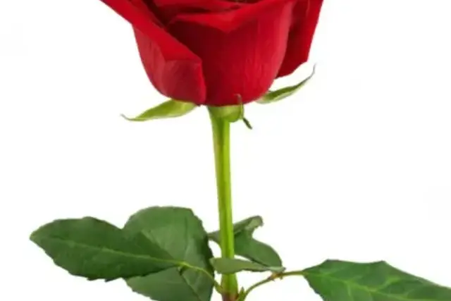 insertion image