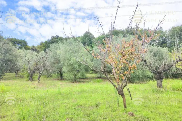 Terreno agricolo in Strada di Colle Marocco, Palombara Sabina - Foto 1