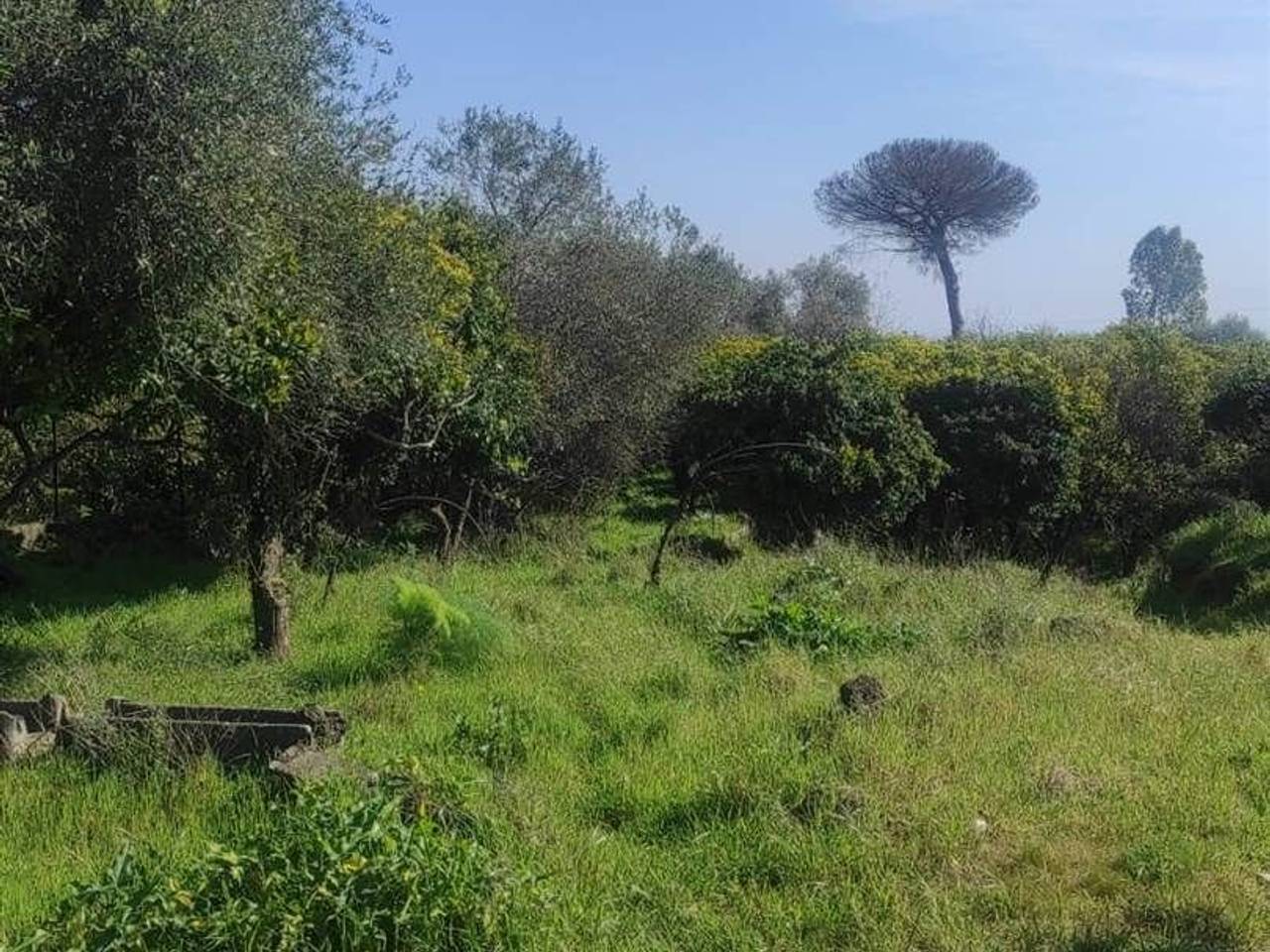 immagine annuncio 1 di 9