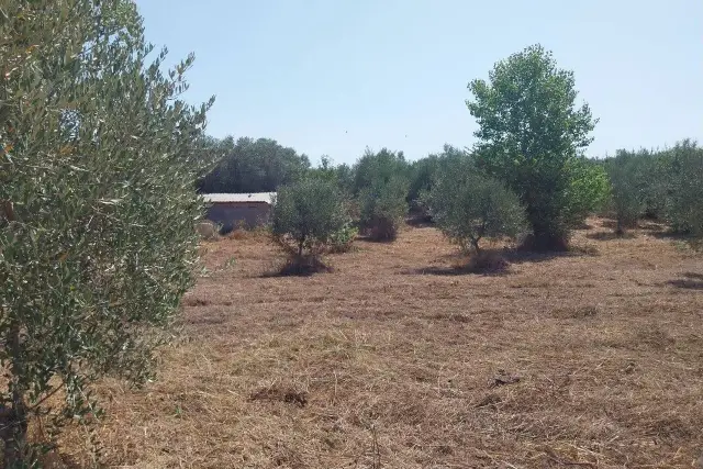 Agricultural land in Via dei Giardini 38d, Aprilia - Photo 1