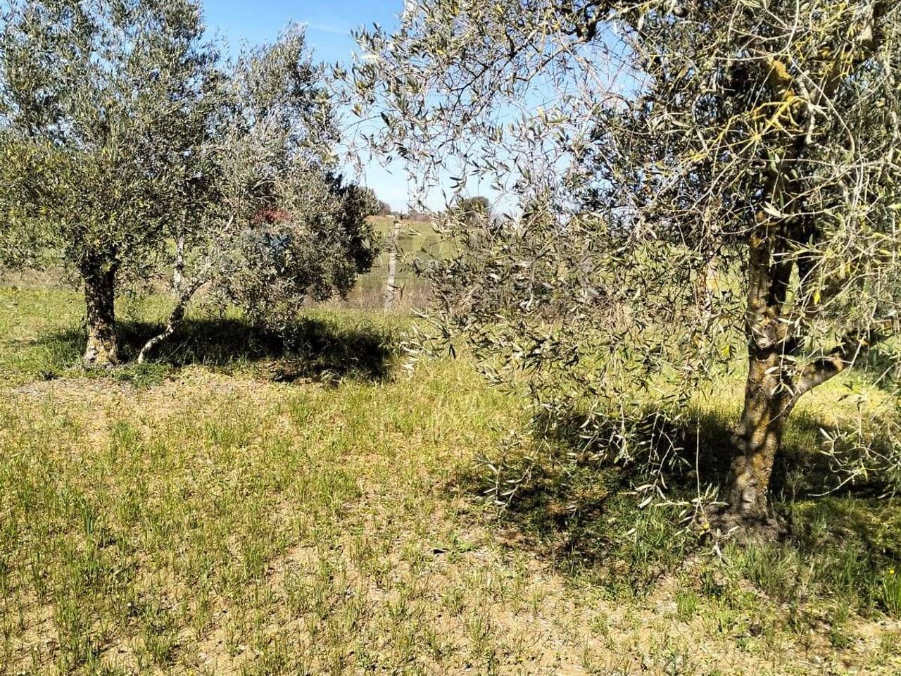 immagine annuncio 2 di 4