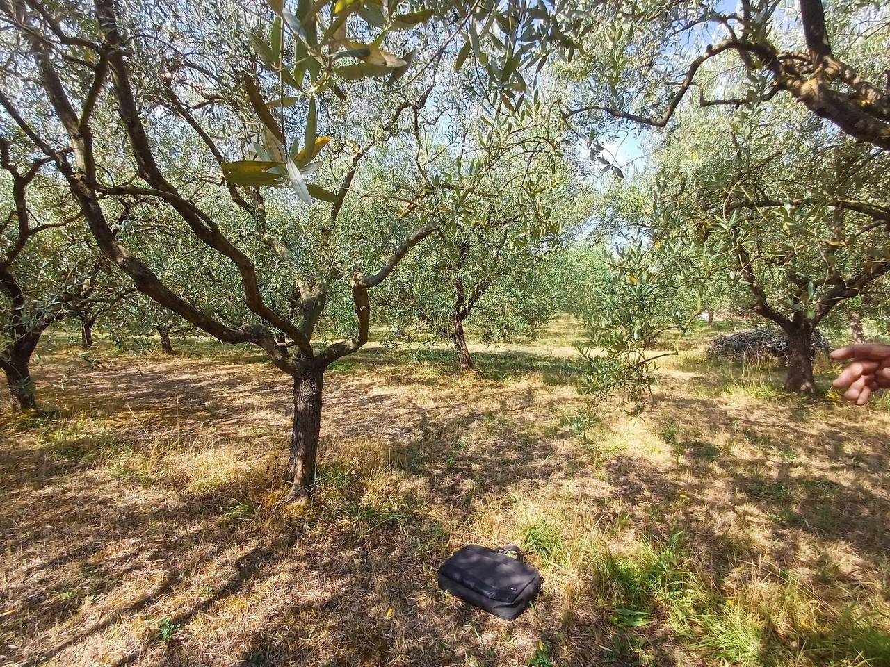 immagine annuncio 2 di 6