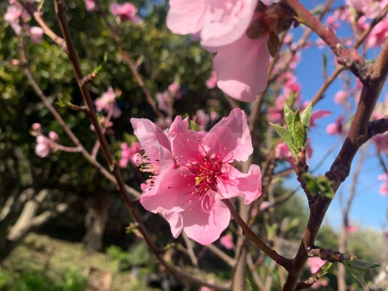 immagine annuncio 4 di 11