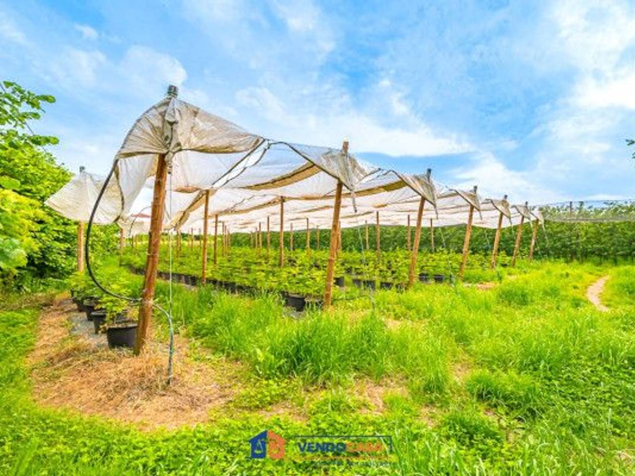 immagine annuncio 6 di 9