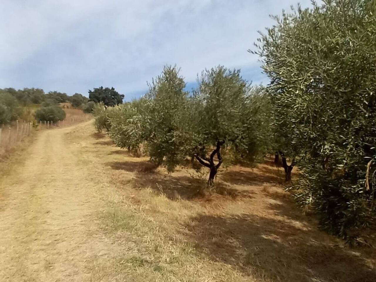 immagine annuncio 9 di 11