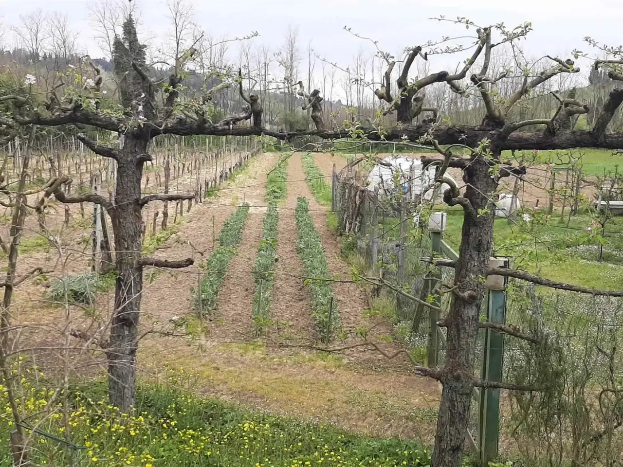Azienda agricola in , Torrita Di Siena, {3} - Foto 2