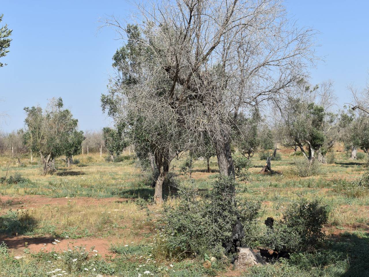 immagine annuncio 10 di 15