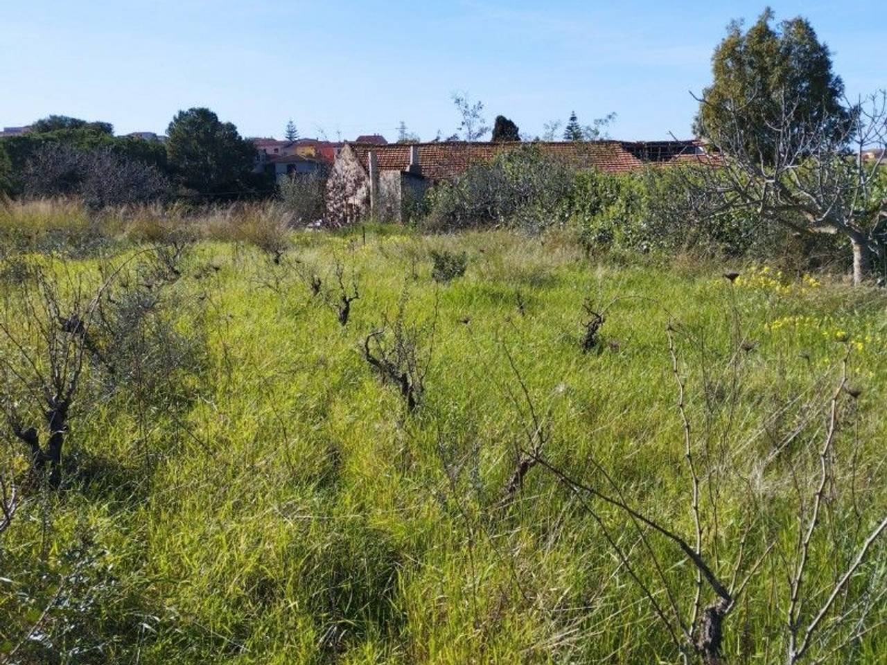 immagine annuncio 4 di 6