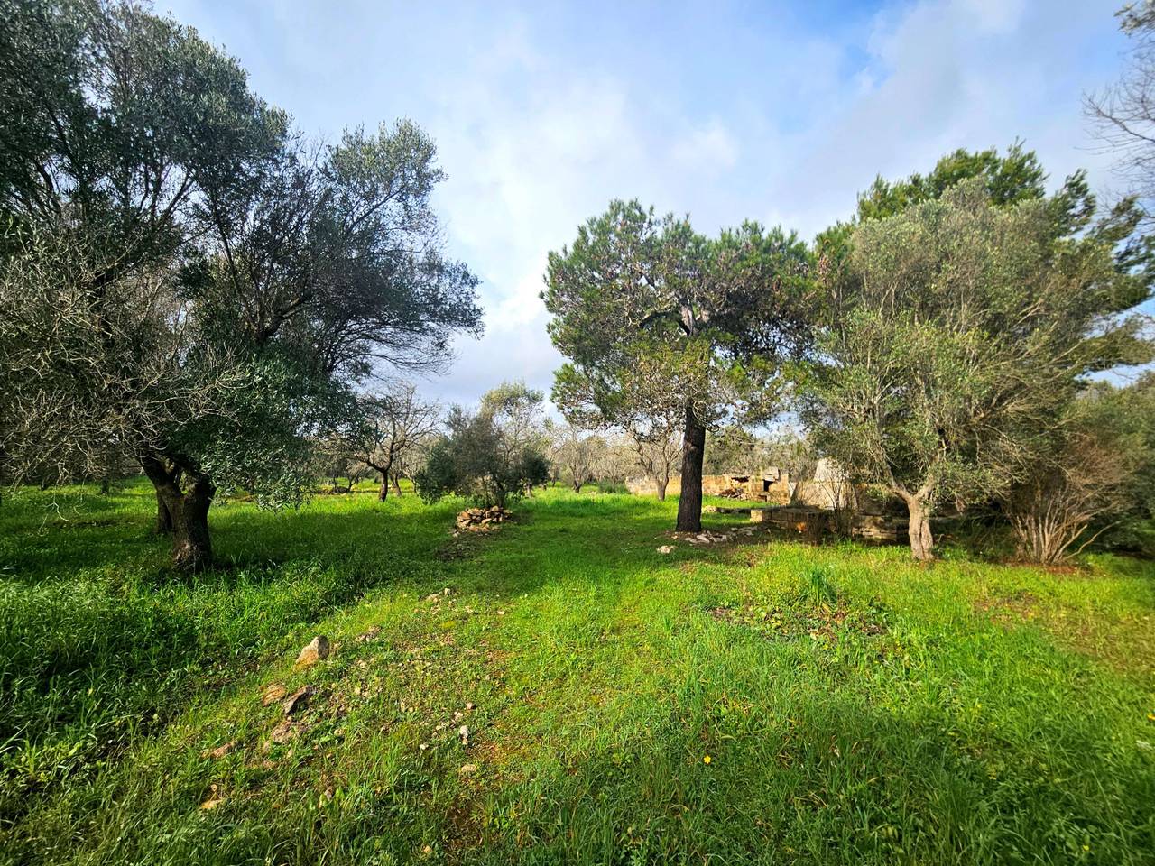 immagine annuncio 11 di 15