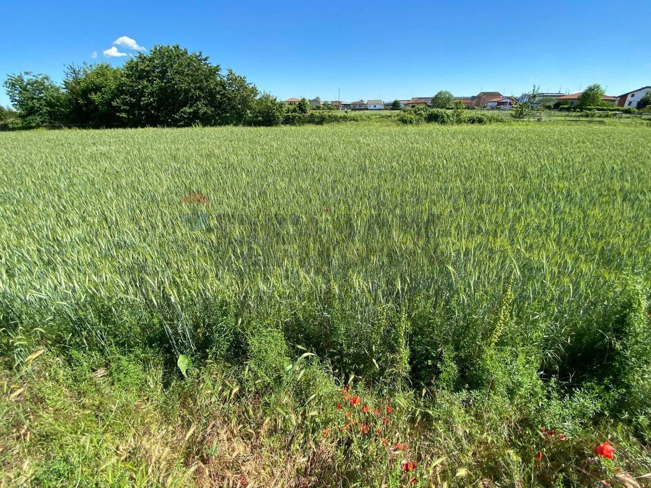 immagine annuncio 8 di 13