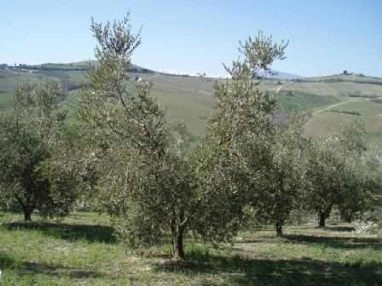 immagine annuncio 2 di 6