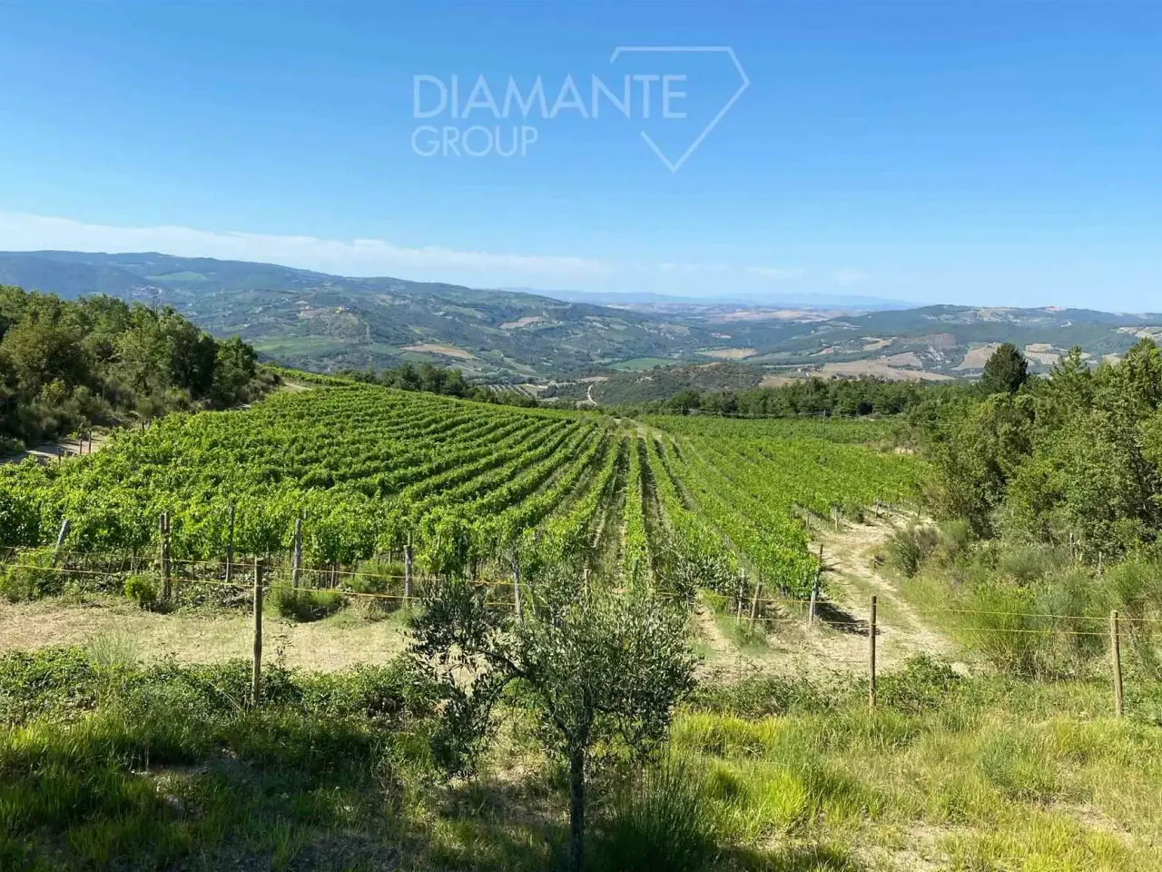 Azienda agricola in , Seggiano, {3} - Foto 1
